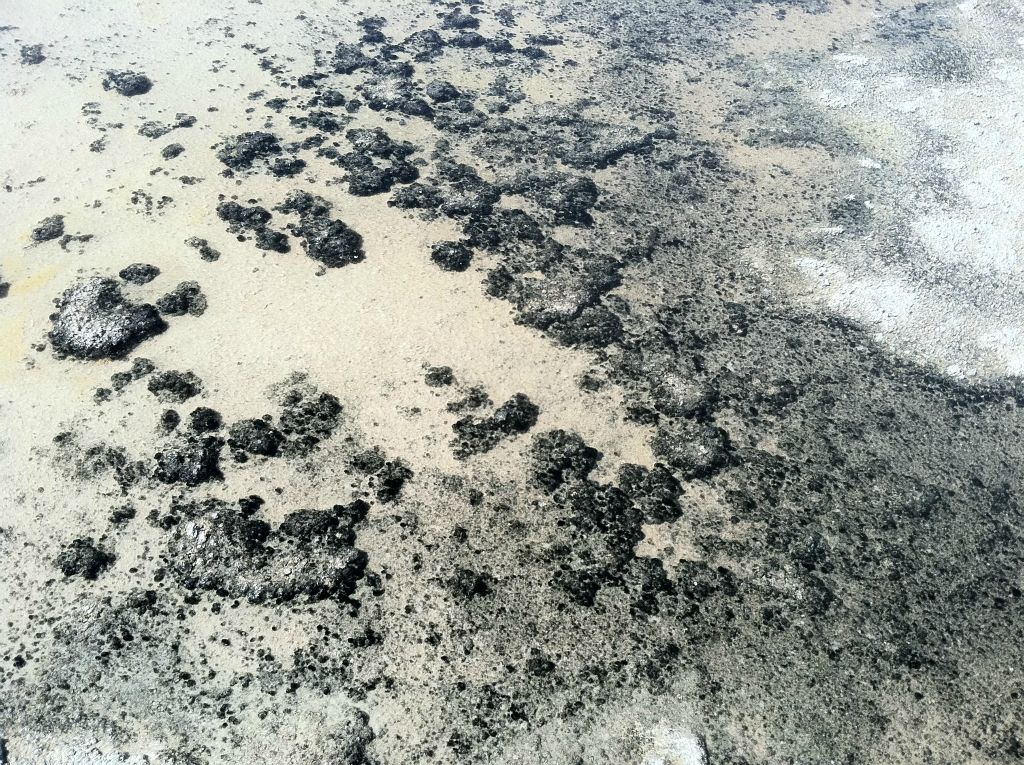 The next two pictures show areas of black algae that we came across: